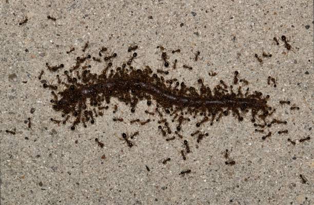 istock Red imported fire ants (Solenopsis invicta) swarming onto an earthworm. 1346596132