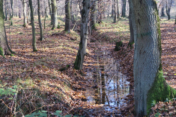 istock Autumn stream in the forest. 1346597053