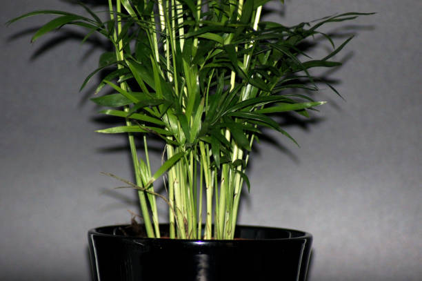 istock Close up gold fruit palm Dypsis lutescens cut out 1346597074