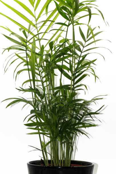 istock Close up gold fruit palm Dypsis lutescens cut out 1346597111