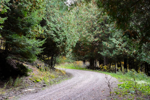 istock Wild gravel road 1346600617