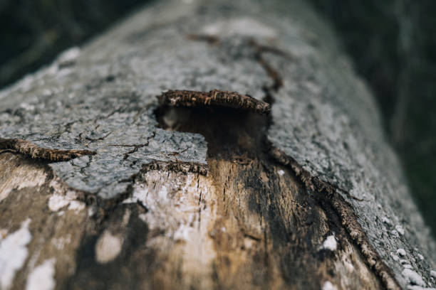 istock the bark of a torn tree trunk 1346601524