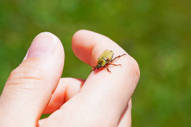 istock Gold dust tree beetle on hand. Insect close up. Hoplia argentea. 1346601828