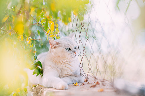 British Shorthair Cat in the Garden