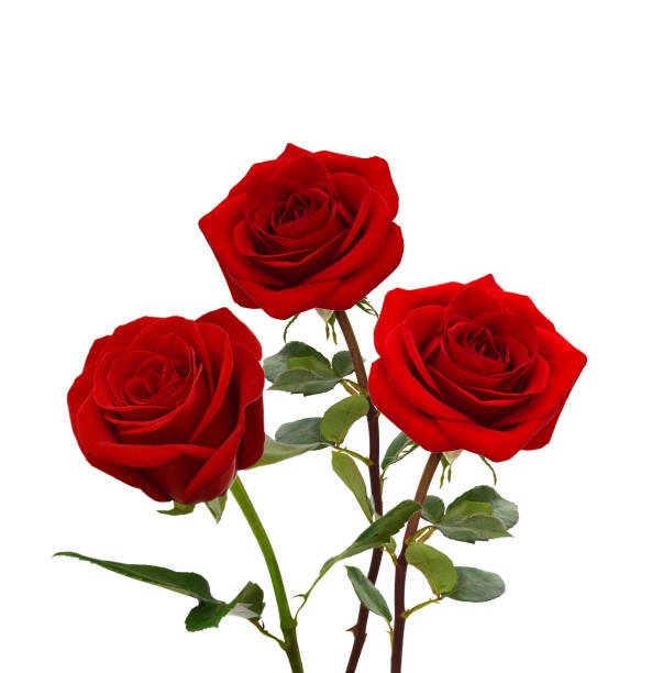 istock Bunch of rosy roses isolated on white 1346602922
