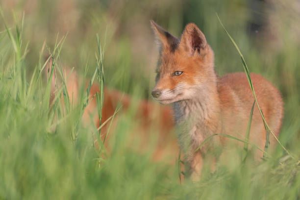 istock Portrait red fox cub Vulpes vulpes in the habitat 1346602934