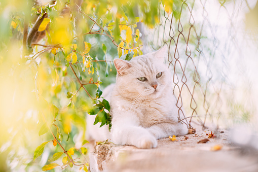 British Shorthair Cat in the Garden