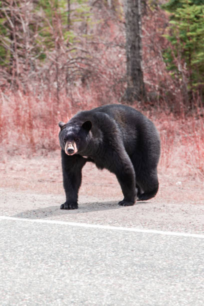 istock Black Bear #2 in British Columbia, Canada 1346603574