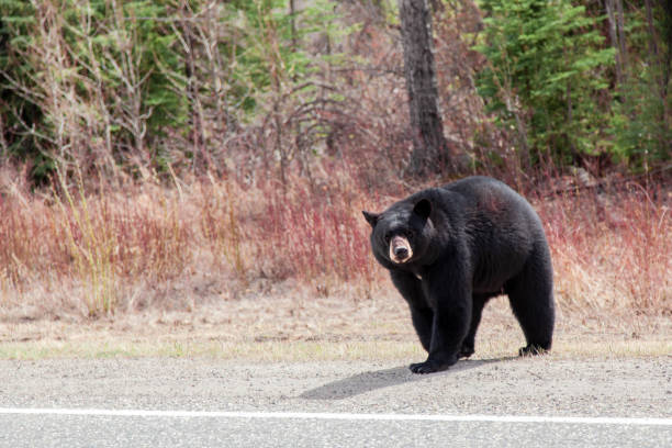 istock Black Bear in British Columbia, Canada 1346604546