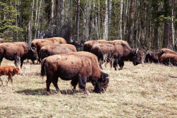 Bison Herd in British Columbia, Canada