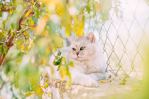 British Shorthair Cat in the Garden