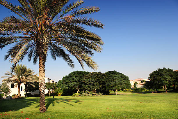 istock palm tree in the garden 134660524