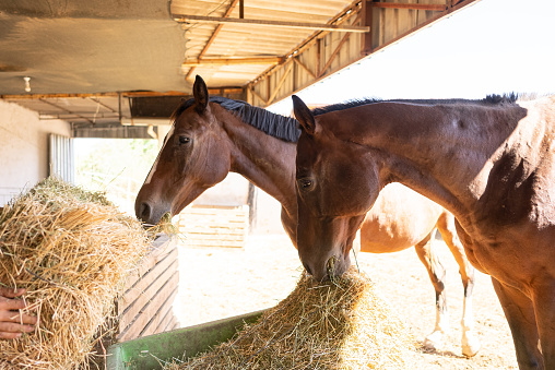 Two horses eating hay in barn