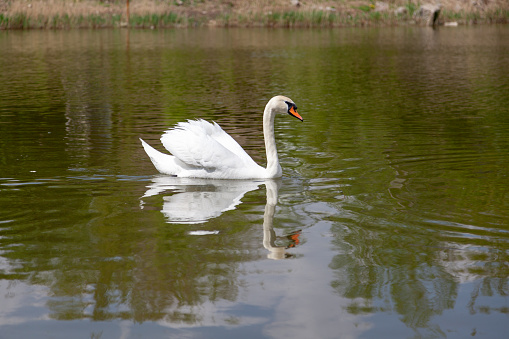 White swan floats on a smooth water surface