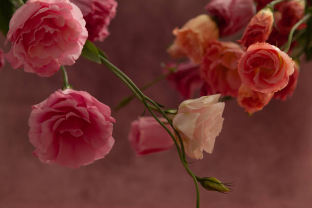 istock Pink and cream eustoma flowers on faded pink background 1346606551