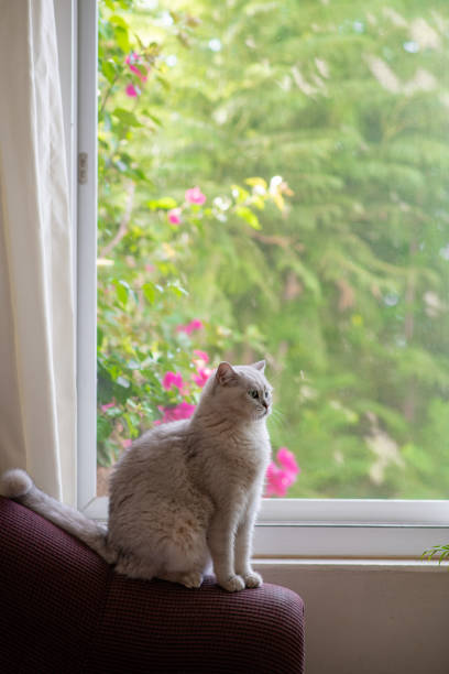 istock Cat Watching the Garden From the Window 1346606587