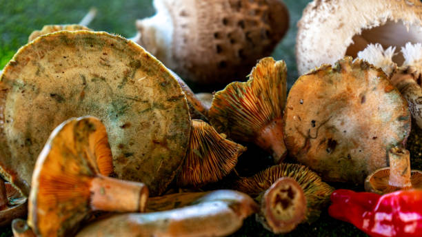 istock lot of mushrooms on a surface with moss 1346606622