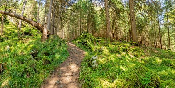 istock Image of a hike through dense green forest in Austrian region Katschberg 1346607890