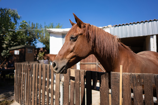 Horse grazing in a wooden fence