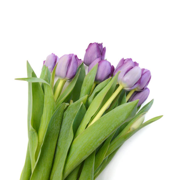 colorful tulip flowers  isolated on white
