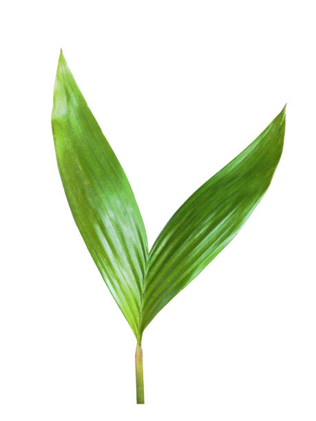 salacca zalacca hojas verdes aisladas - arrepollado de las hojas fotografías e imágenes de stock