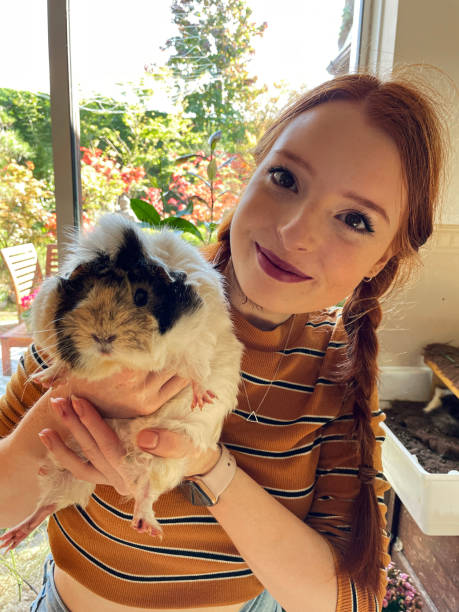 Stock photo showing an orange, black and white long-hair, sow, abyssinian guinea pig that is housed indoors, being held by an attractive young woman who is wearing her red hair in two plaits. imagen en primer plano de una mujer atractiva, joven y pelirroja sosteniendo a una hembra, un bebé, jengibre, un conejillo de indias abisinio de pelo largo blanco y negro en una habitación doméstica, mirando a la cámara, centrándose en primer plano