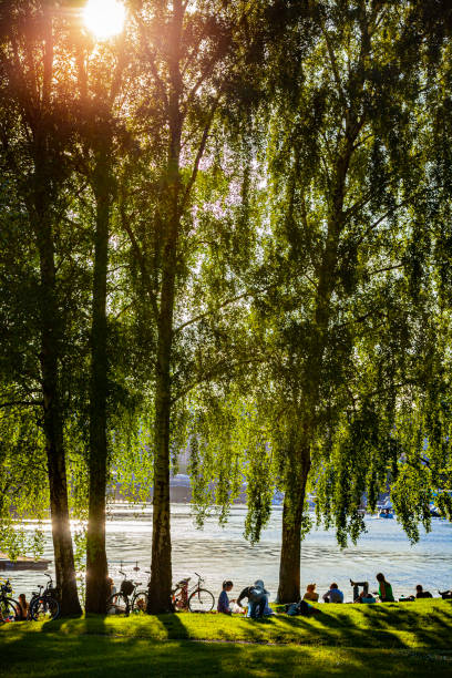 noite em djurgarden - sky sun grass tree - fotografias e filmes do acervo