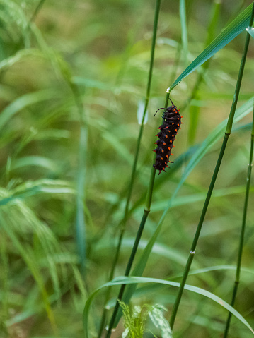 Pipevine Swallowtail (Battus philenor) caterpillar climbing on grass.
