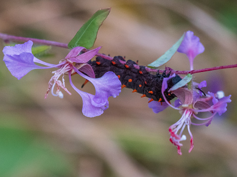 Pipevine Swallowtail (Battus philenor) caterpillar on elegant clarkia (Clarkia unguiculata) wildflower