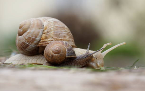 istock mother snail and child love 1346610400