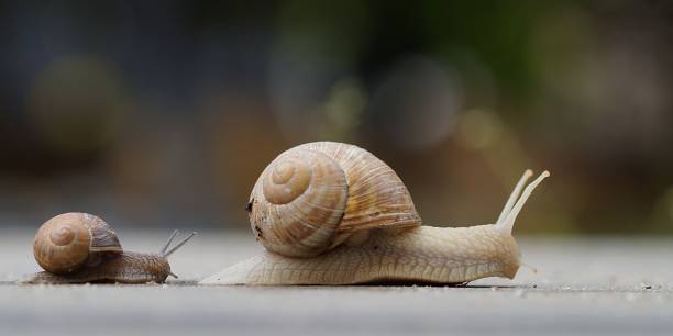 큰 달팽이를 따라 작은 달팽이 - snail escargot animal speed 뉴스 사진 이미지