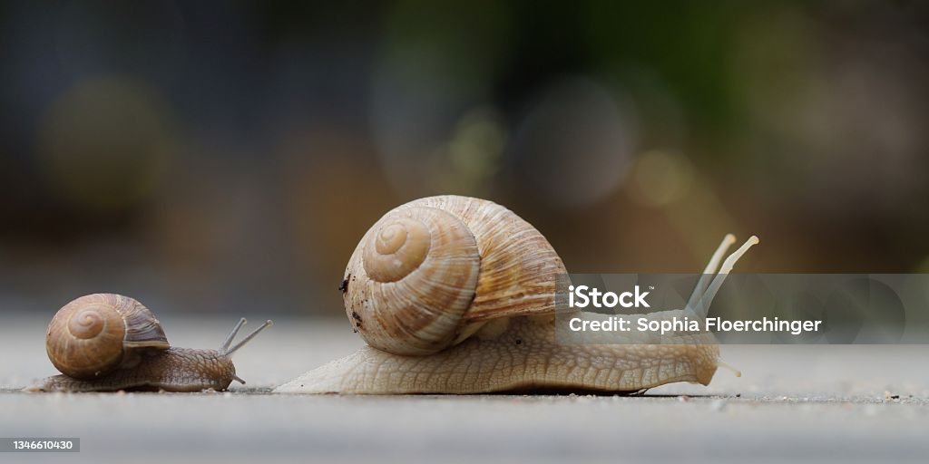 small snail following big snail child snail following mother snail, small and big escargot on their way Snail Stock Photo
