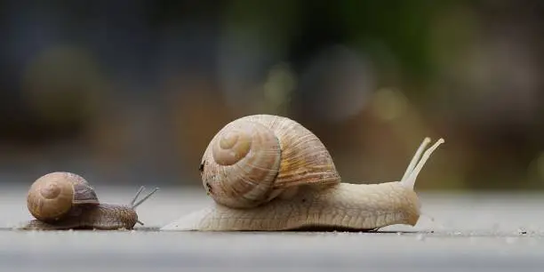 Photo of small snail following big snail