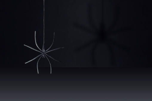 Halloween concept-Spider with arachnid