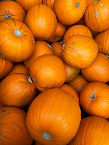 Photo of Full frame image of pile of large ripe orange pumpkins for sale at farm shop for carving on Halloween October 31st, sunny day, elevated view, focus on foreground