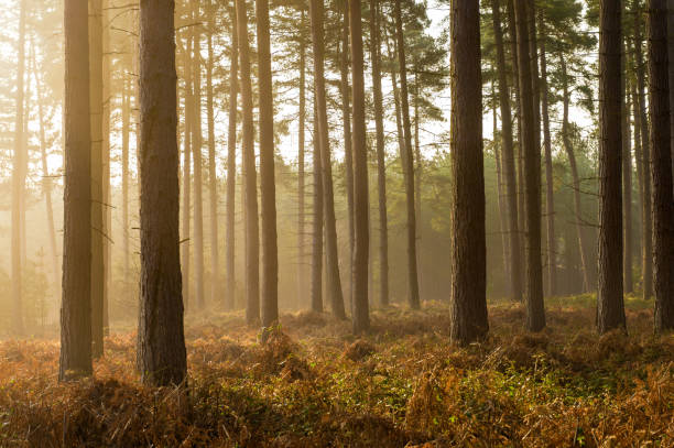 istock Cannock Chase, Staffordhire, England, UK 1346612648