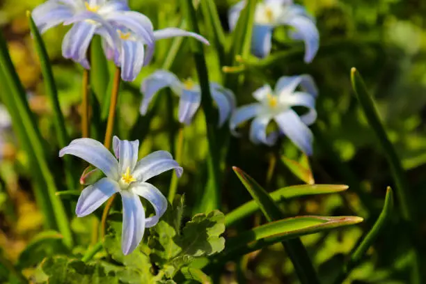 Chionodoxa forbesii blue giant or glory of the snow spring flowers