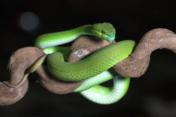 istock White-lipped island pit viper on the tree branch 1346615121