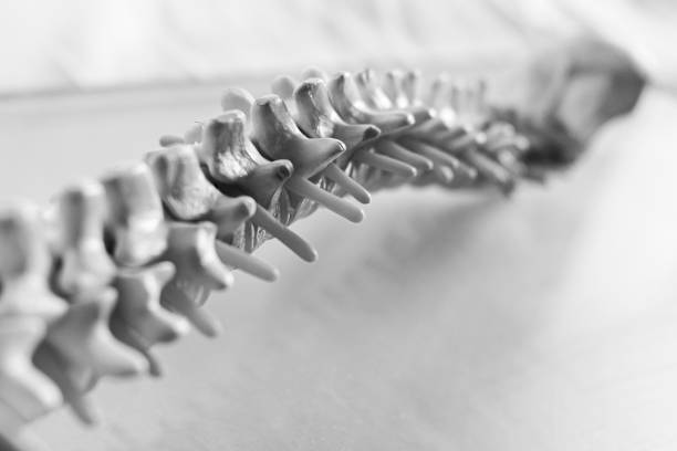 curvature of a human spine stock photo