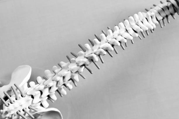 istock human spine, sacrum, coccyx and iliac crests with overhead view 1346615515