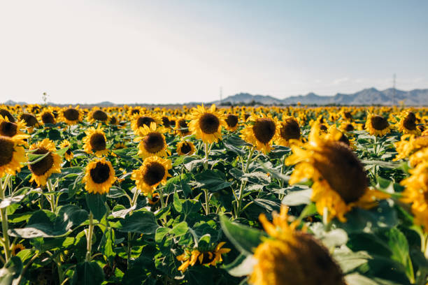 Sunflower field with mountains in the background on sunny day stock photo