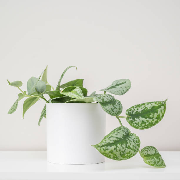 istock Satin Pothos in white planter on white counter 1346615665