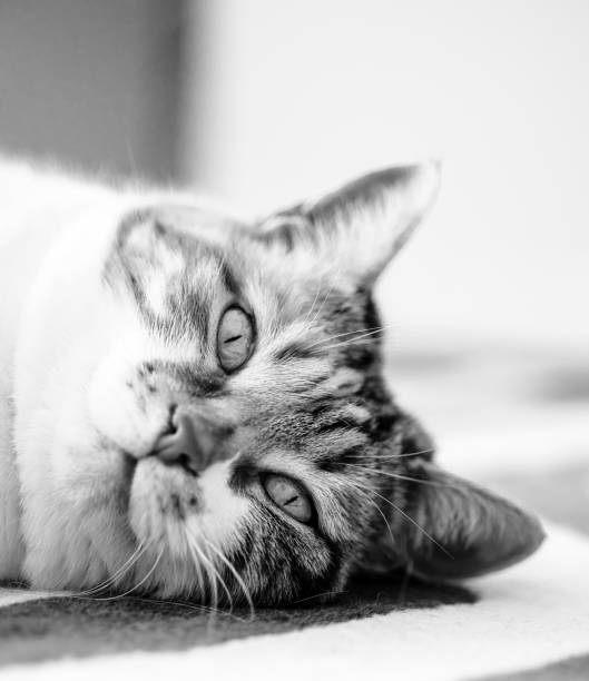 istock Cute cat sleeping on the home living room carpet 1346615811