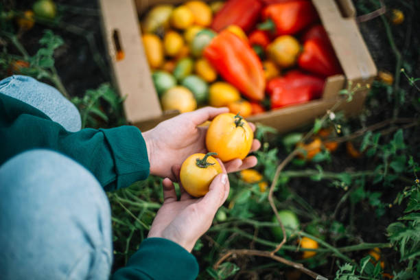 istock A Woman Harvests  tomatoes From Her Garden 1346615847