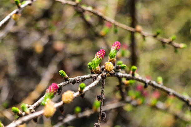 Ovulate cones and pollen cones of larch tree in spring