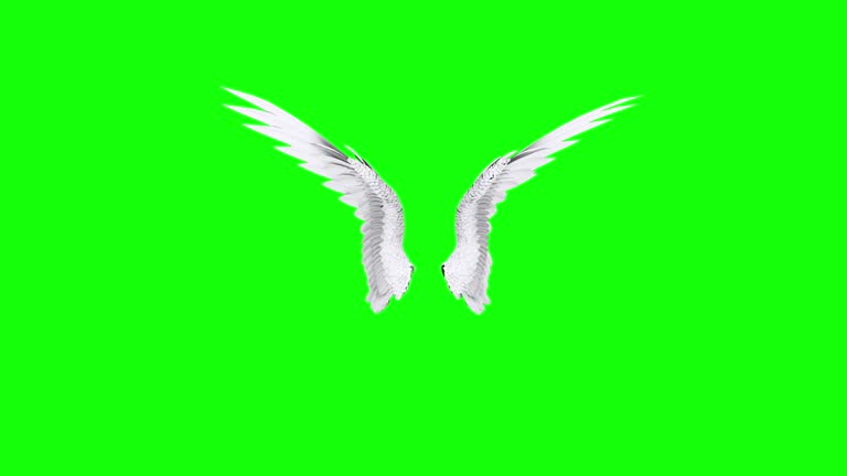 129,812 Animal Wing Stock Videos and Royalty-Free Footage - iStock | Feather, Wings, Angel 129,812 Animal Wing Stock Videos and Royalty-Free Footage - iStock | Feather, Wings, Angel