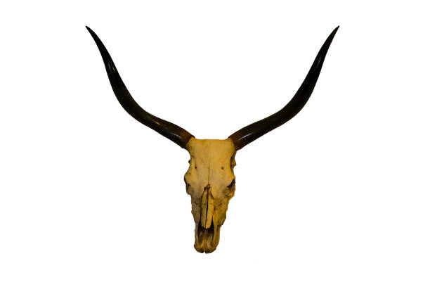 testa di toro cranio lungo corno su sfondo bianco. - horned death dead texas longhorn cattle foto e immagini stock