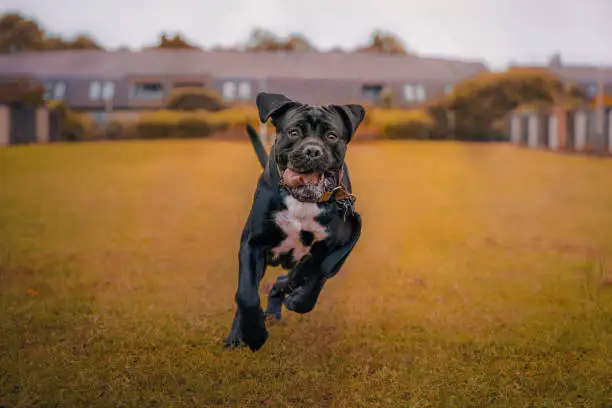 Funny action photo of a big running dog black cane corso blurred autumn colour background