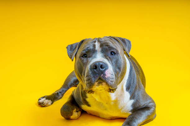 istock American Staffordshire terrier 1346619526