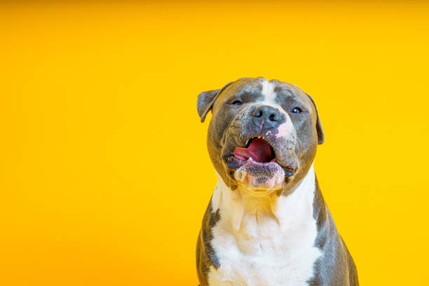 istock American Staffordshire terrier 1346619563